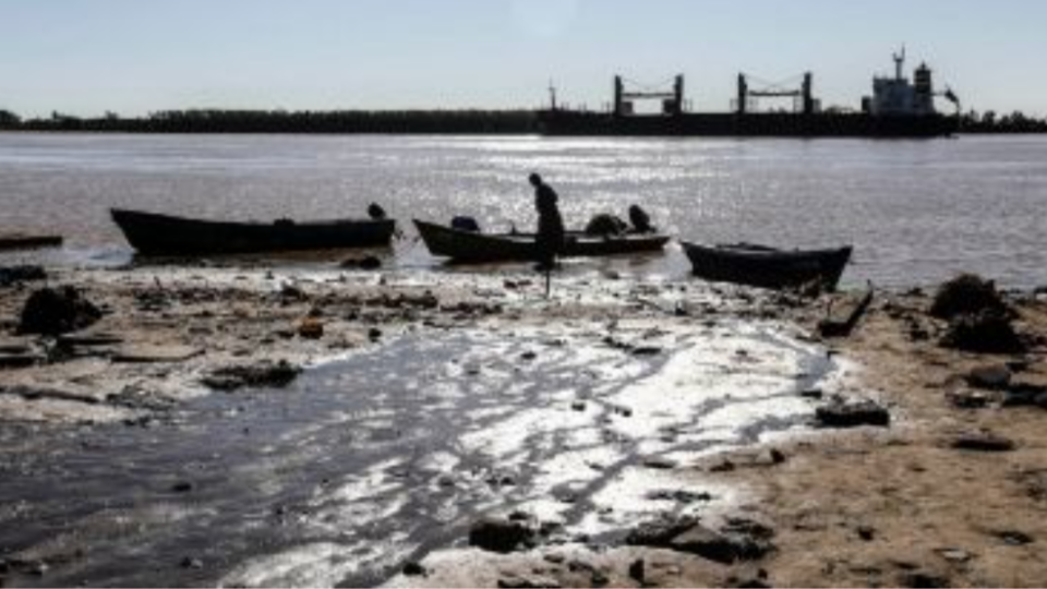 La bajante y la sobrepesca ponen en riesgo al sábalo y al equilibrio del río La bajante y la sobrepesca ponen en riesgo al sábalo y al equilibrio del río