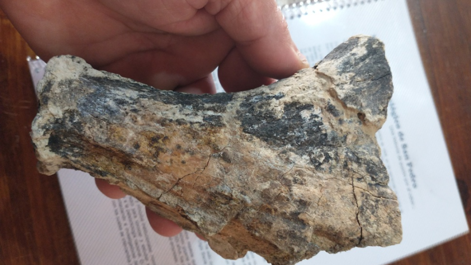 Recuperan restos de una especie de ciervo extinto