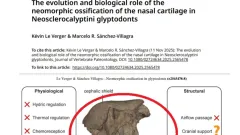 Fosil-de-San-Pedro-en-estudio-internacional-sobre-armadillos-prehistoricos