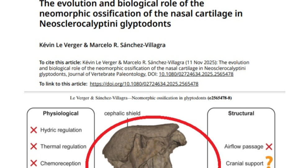 Fósil de San Pedro en estudio internacional sobre armadillos prehistoricos